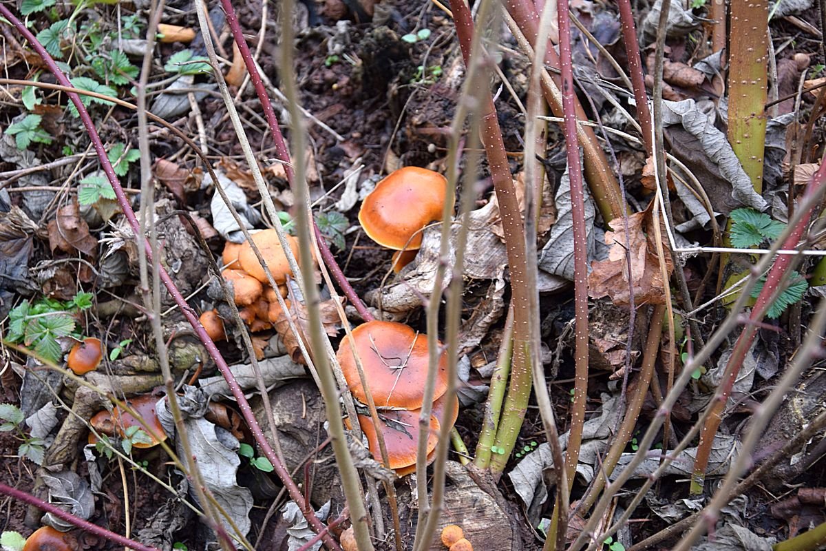 Flammulina velutipes 14.01.20_1.0.JPG