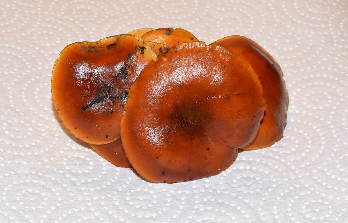 Flammulina velutipes 14.01.20_1.1.JPG