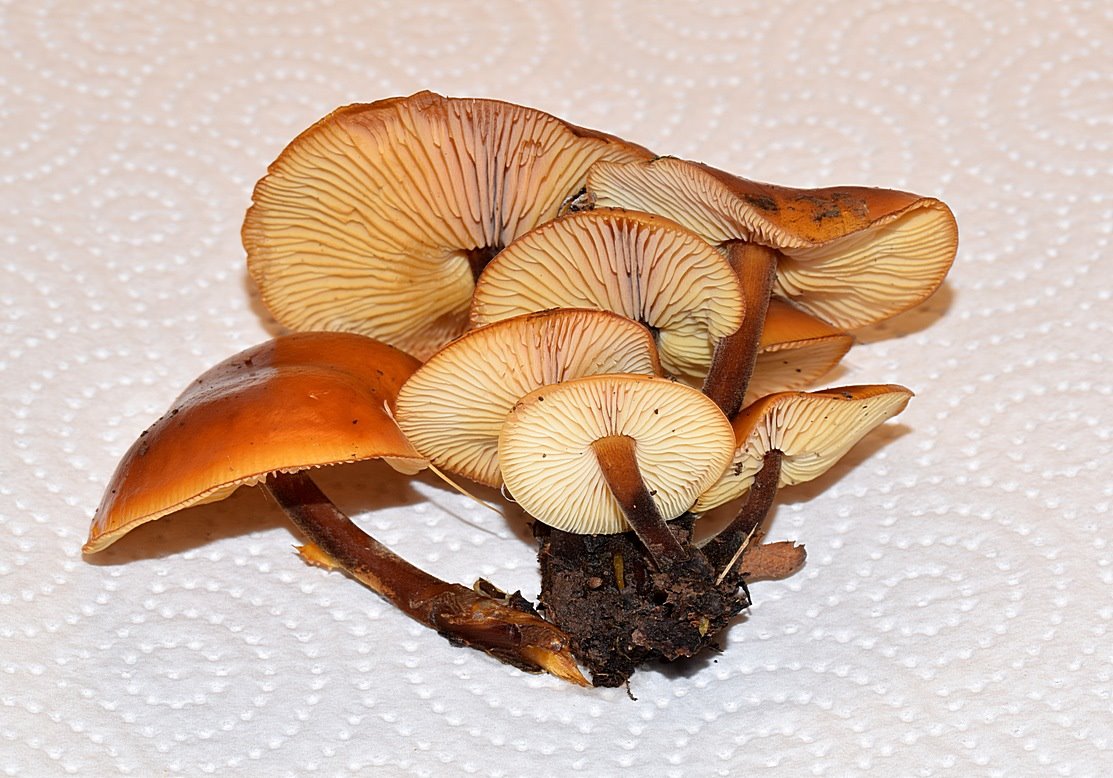 Flammulina velutipes 14.01.20_1.3.JPG