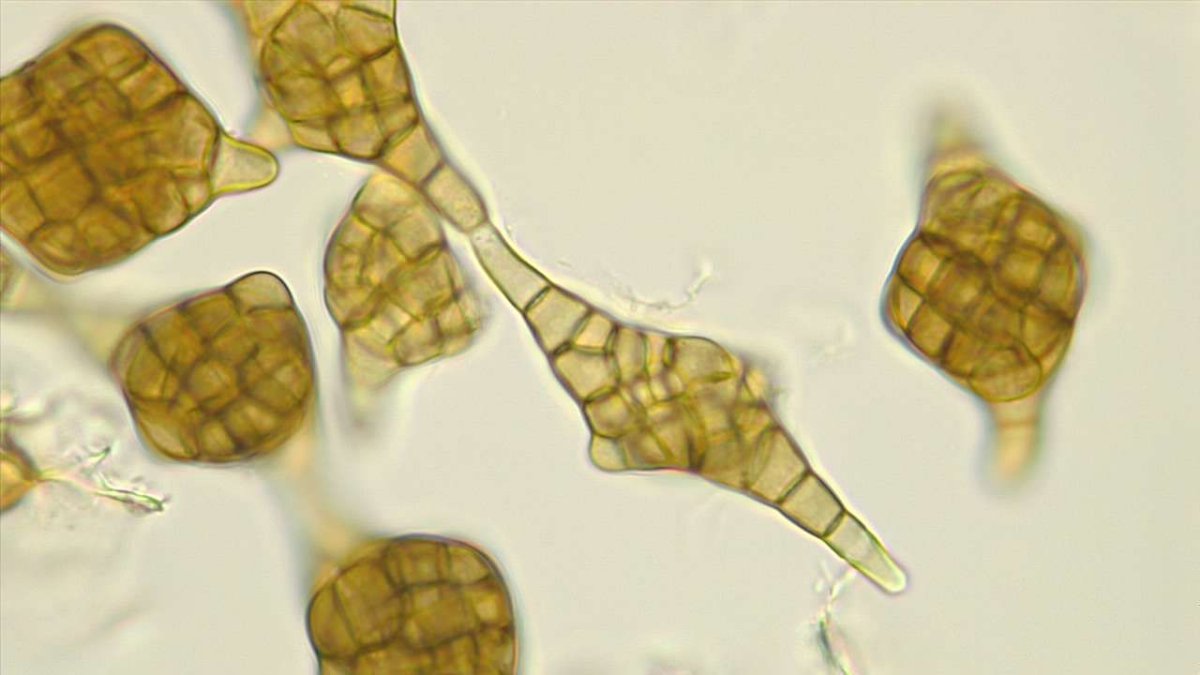 Phragmotrichium_chailletii_mik_gdi3.jpg