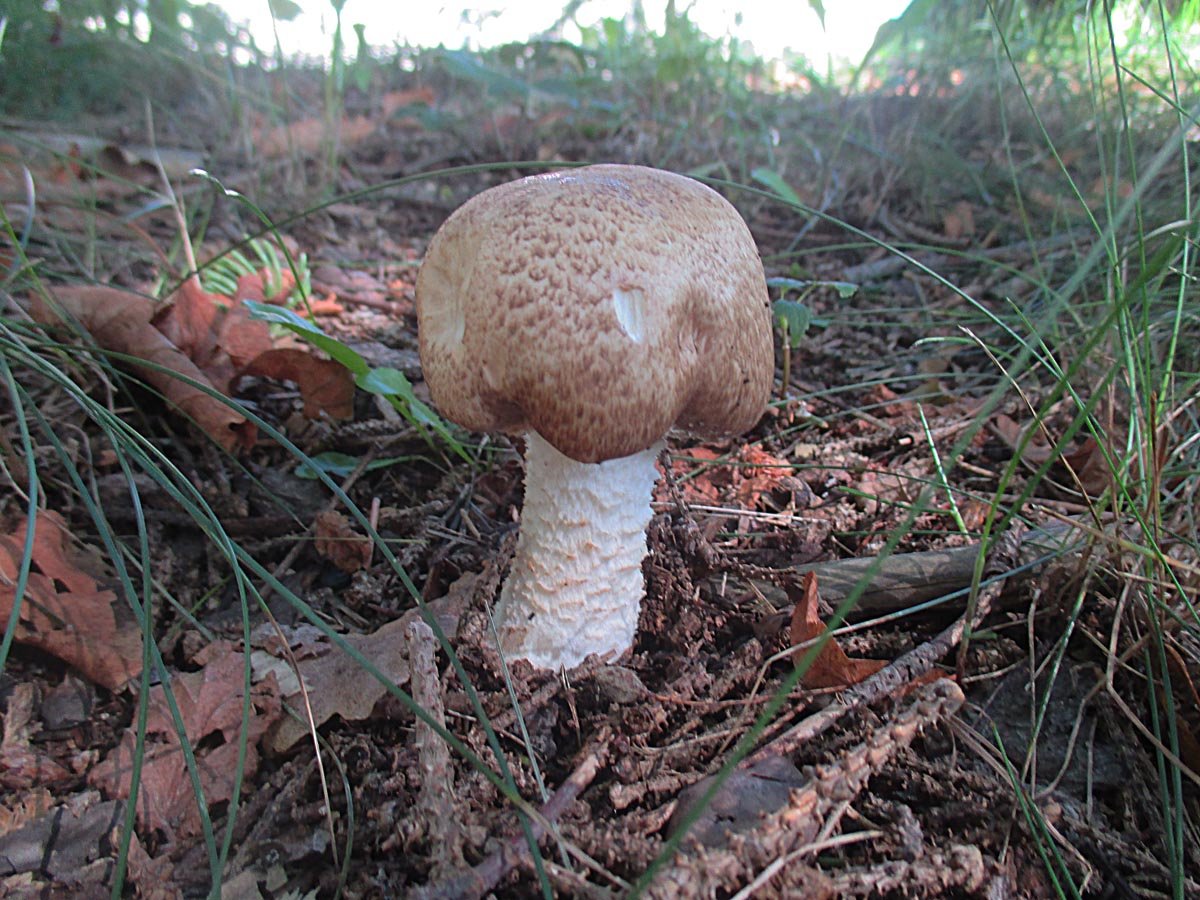 Riesenchampignon.jpg