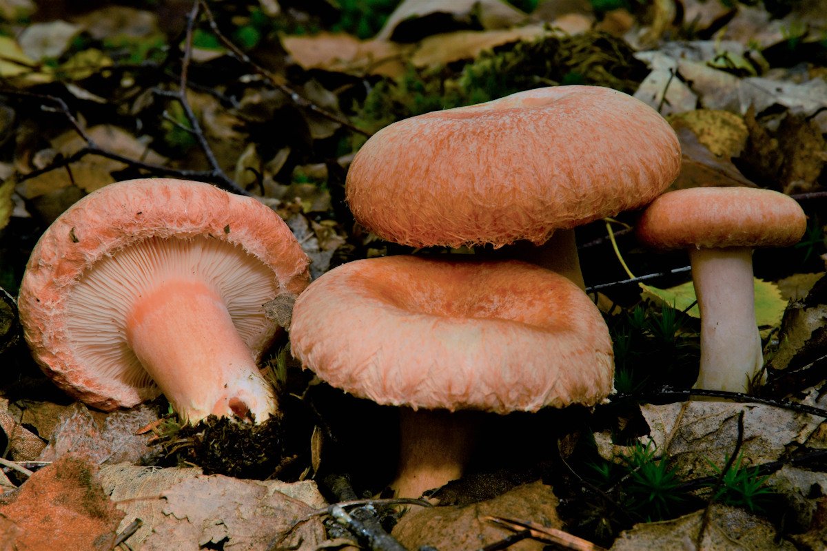 Lactarius_torminosus.jpg