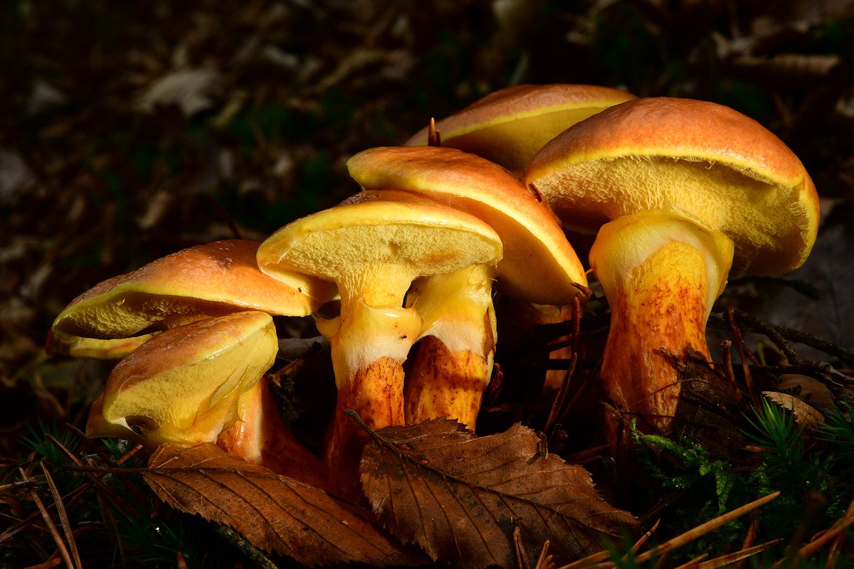 Suillus grevillei002.jpg