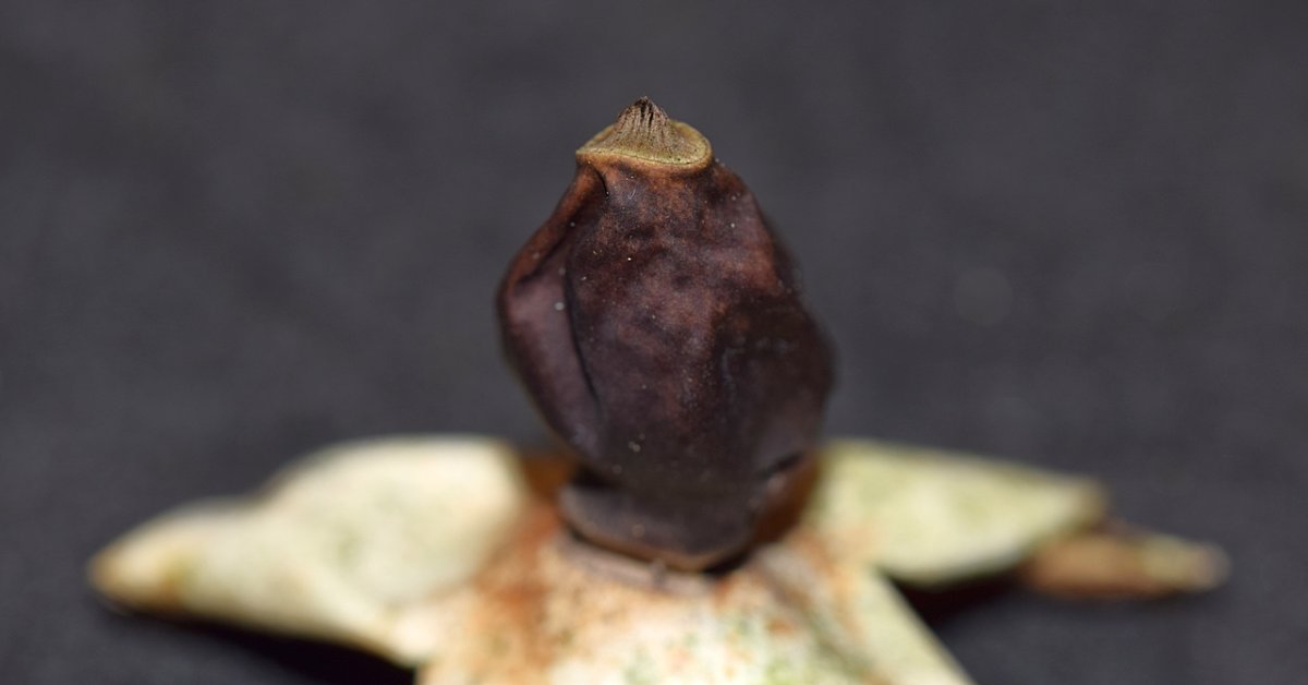 Geastrum sp 09.JPG