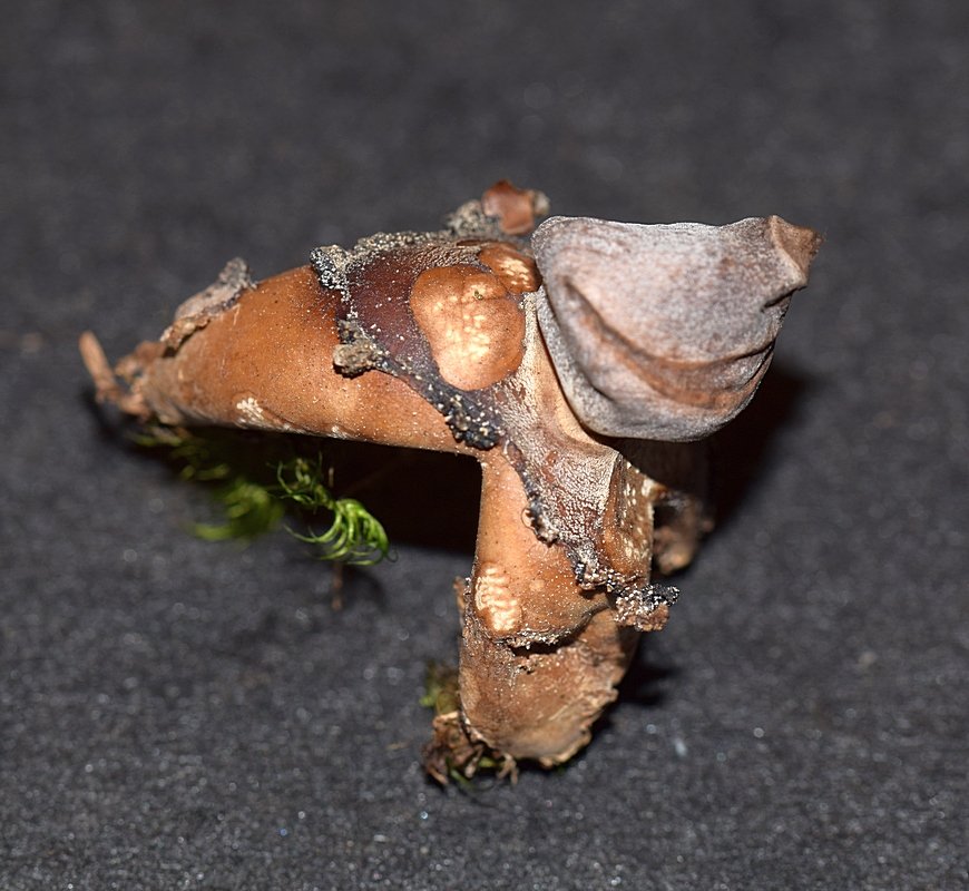 Geastrum sp 13.JPG