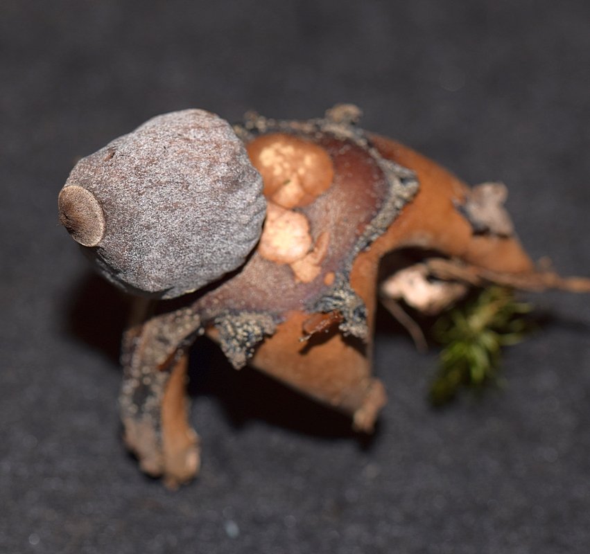 Geastrum sp 14.JPG