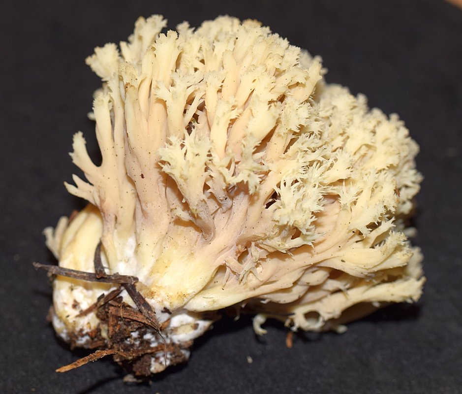 Clavulina coralloides 09.JPG