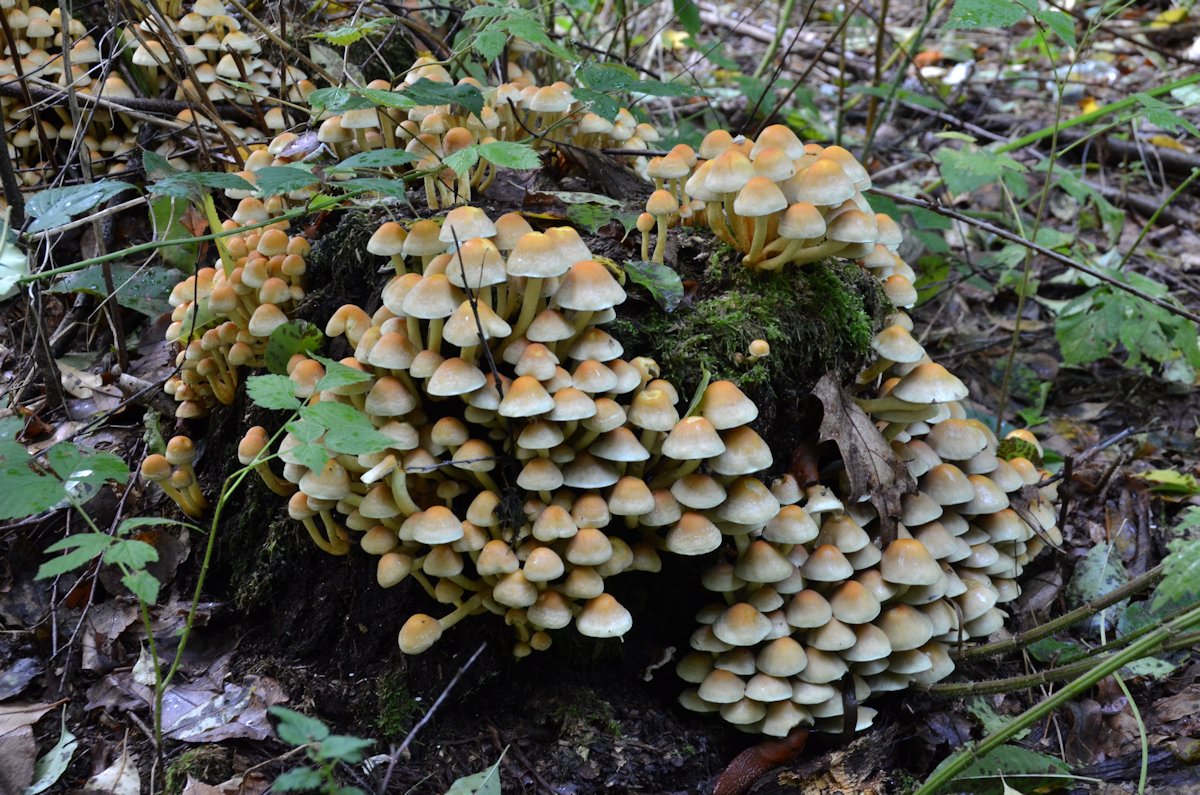 Hypholoma_fasciculare002.jpg