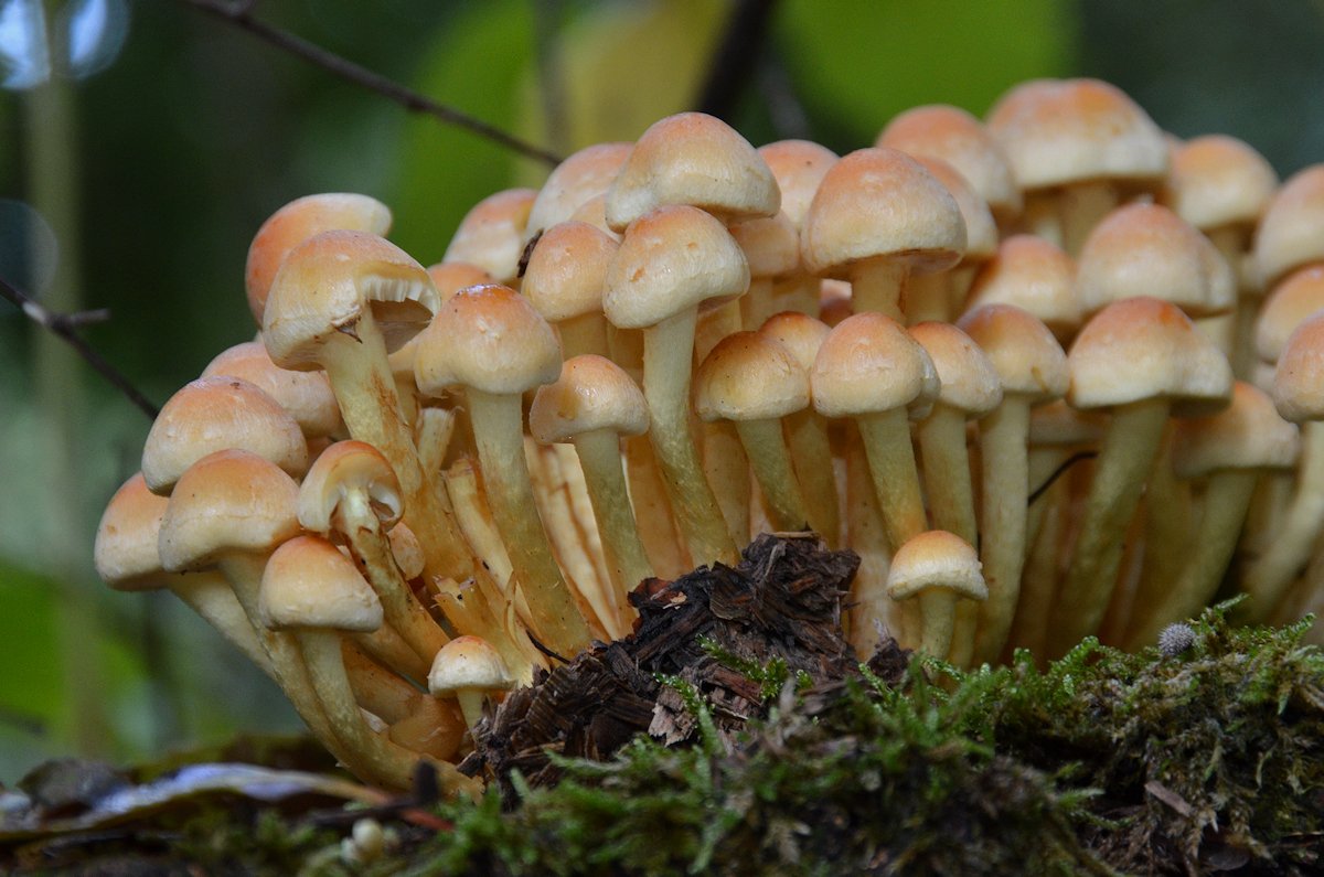 Hypholoma_fasciculare004.jpg