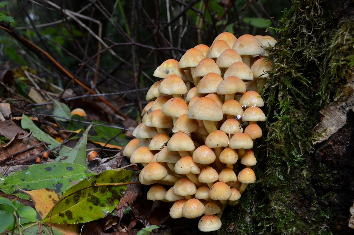 Hypholoma_fasciculare005.jpg