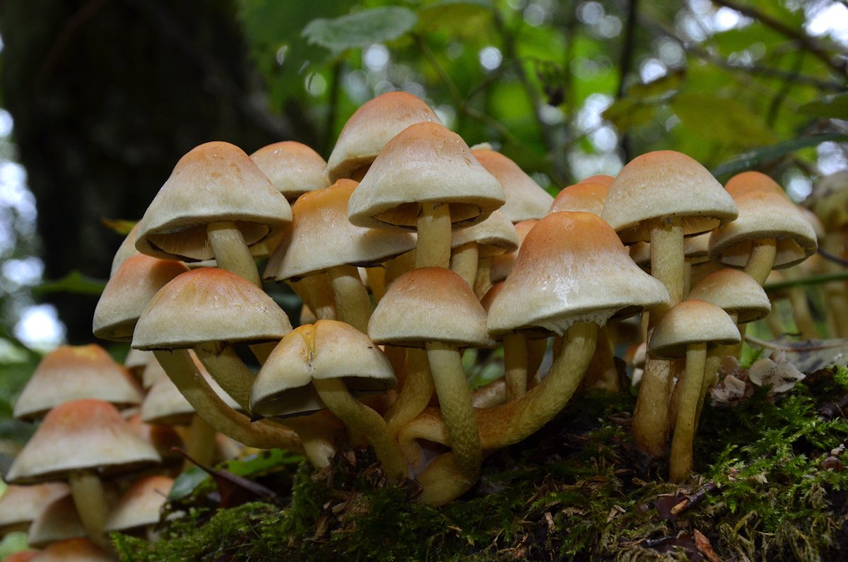 Hypholoma_fasciculare009.jpg