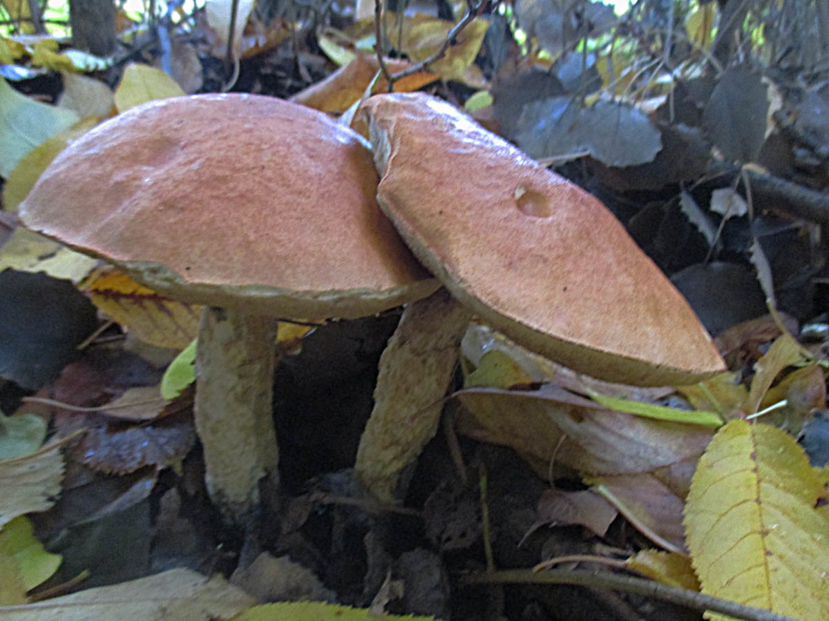 Leccinum leucopodium.jpg