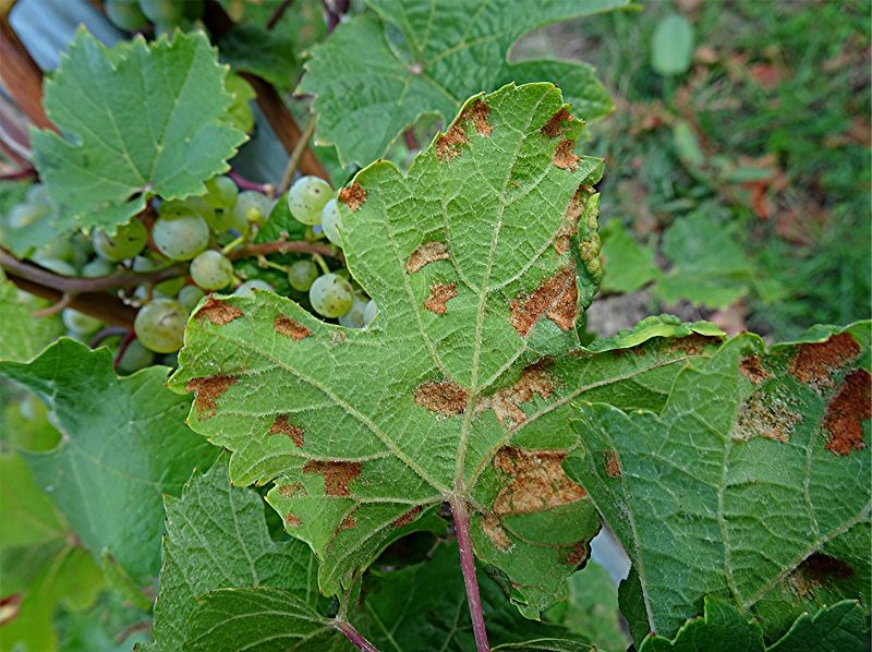 DSC00350 Rebenpocken-Gallmilbe, Colomerus vitis, Blattunterseite, Ausschnitt, Helligkeit, Schärfe, klein.jpg