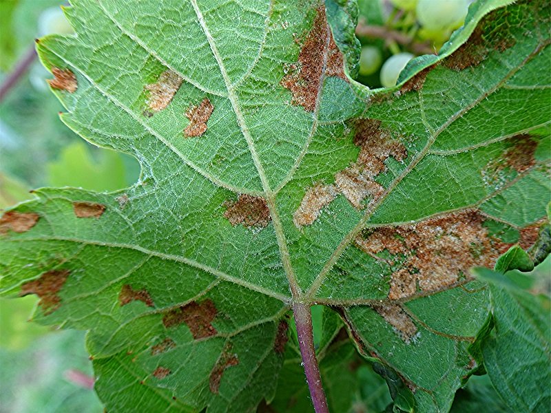 DSC00351 Rebenpocken-Gallmilbe, Colomerus vitis, Blattunterseite, Schärfe, klein.jpg