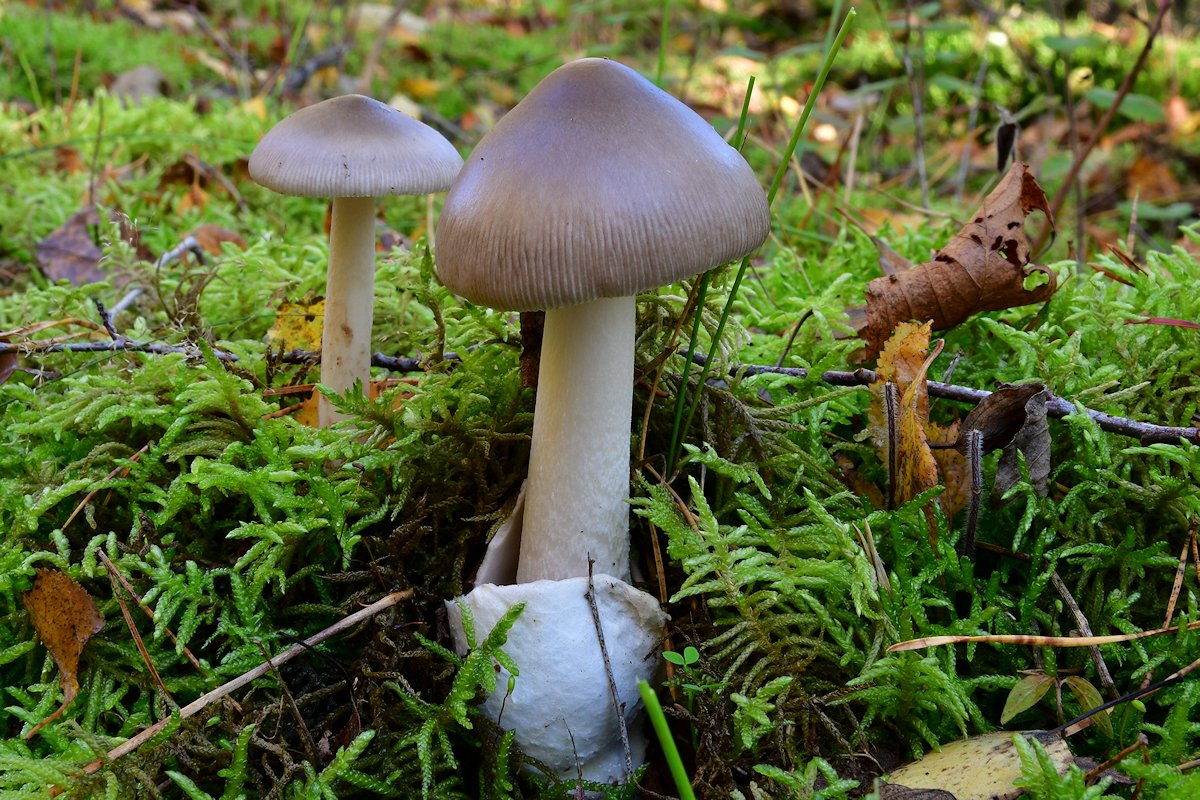 Amanita_vaginata.jpg