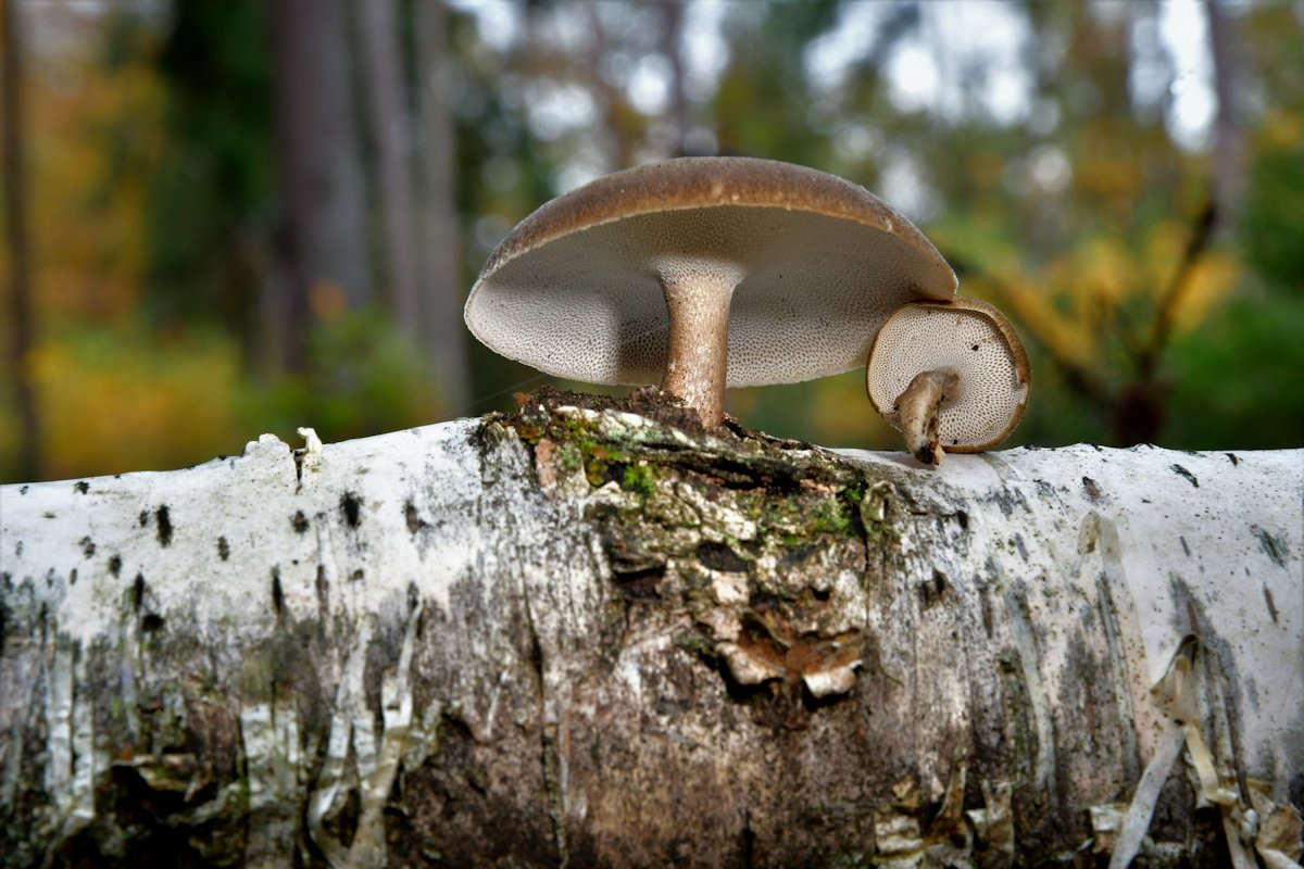 Lentinus_brumalis.jpg