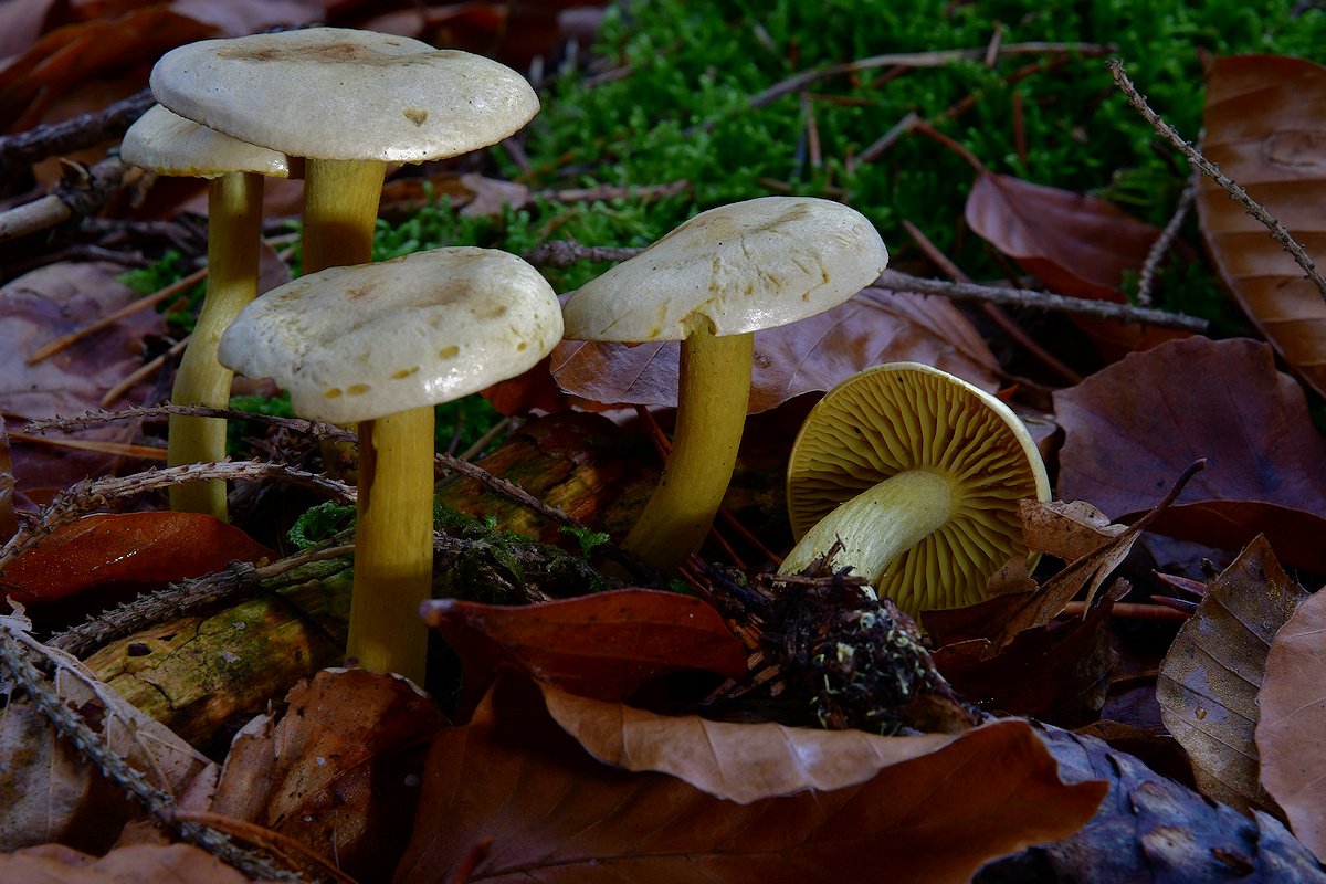 Tricholoma_sulphureum.jpg