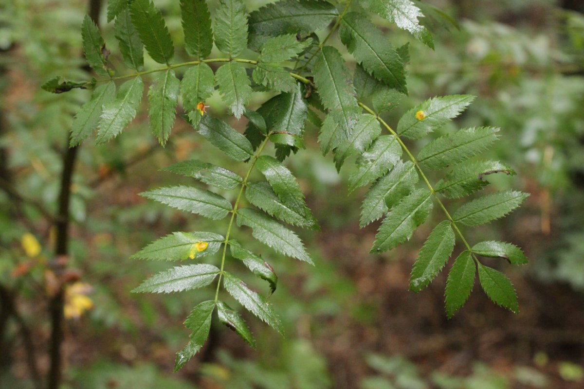 Westruper Heide-0001.jpg