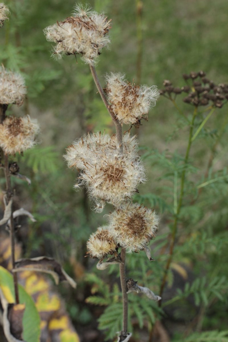 Botanischer Garten-0003.JPG