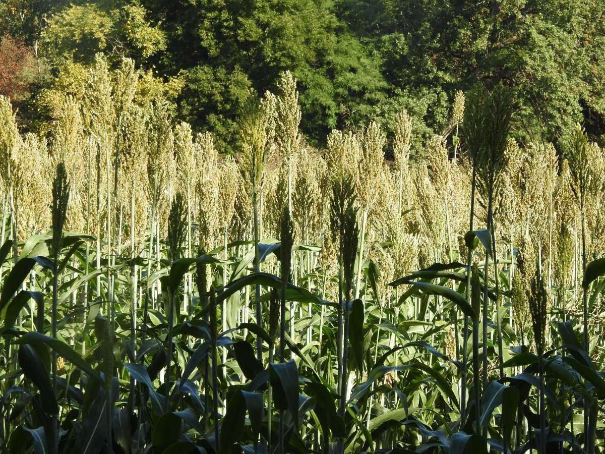 Sorghum bicolor auslauf (1).JPG