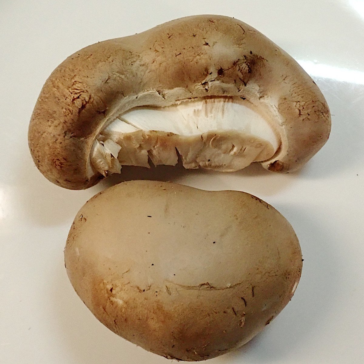 Agaricus bisporus-b_02-2021.jpg