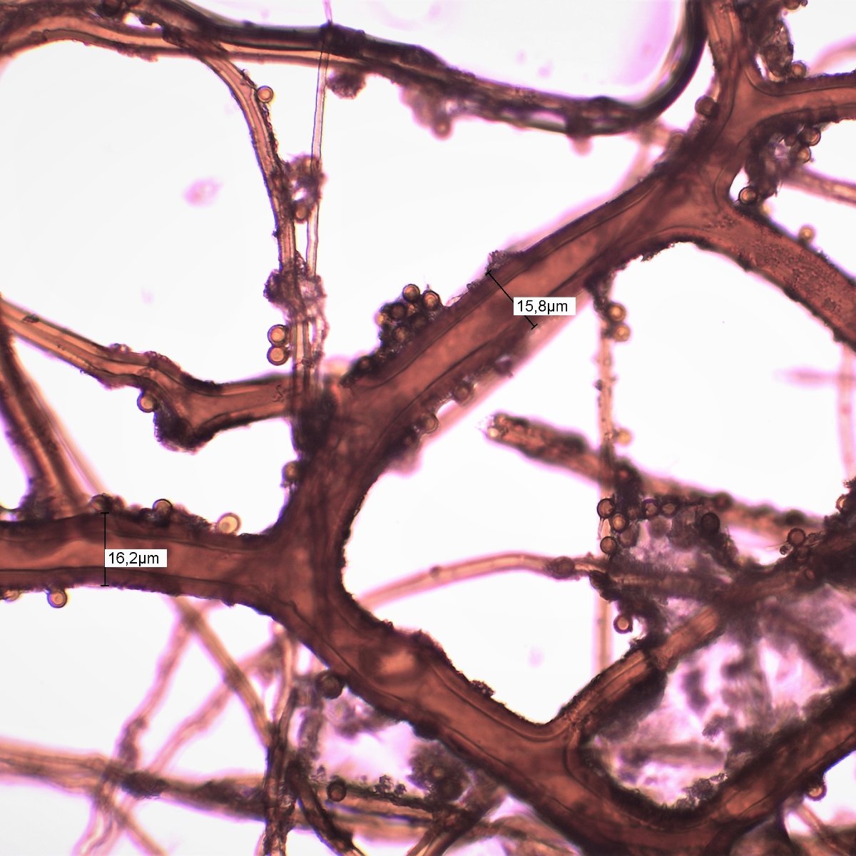 Capillitium-Messung.jpg