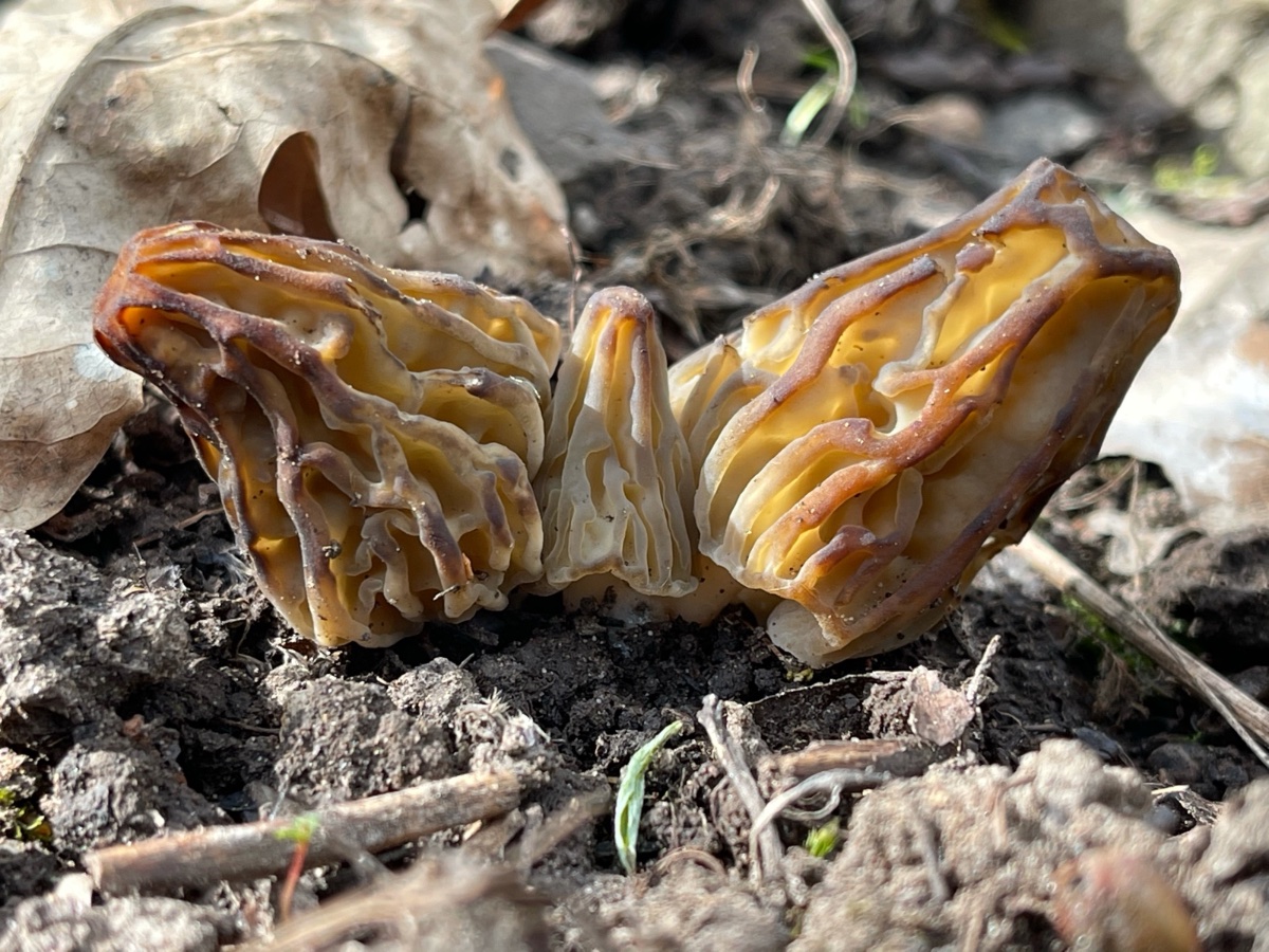 Morchella semilibera - Halbfreie-/Käppchen-Morchel