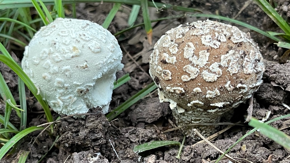 Lycoperdon mammiforme