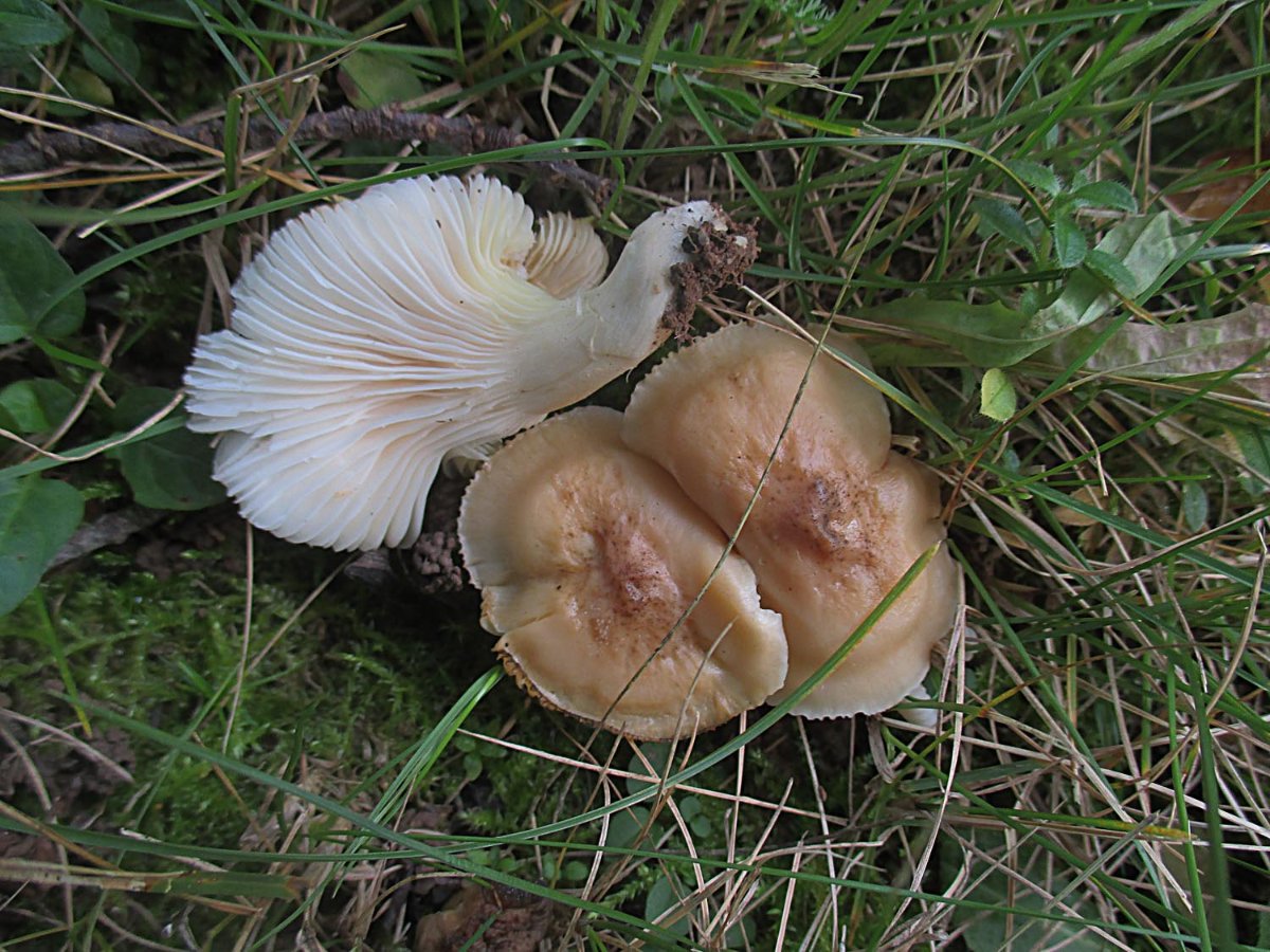 Cuphopylus colemannianus - Brauner Ellerling vielleicht.jpg