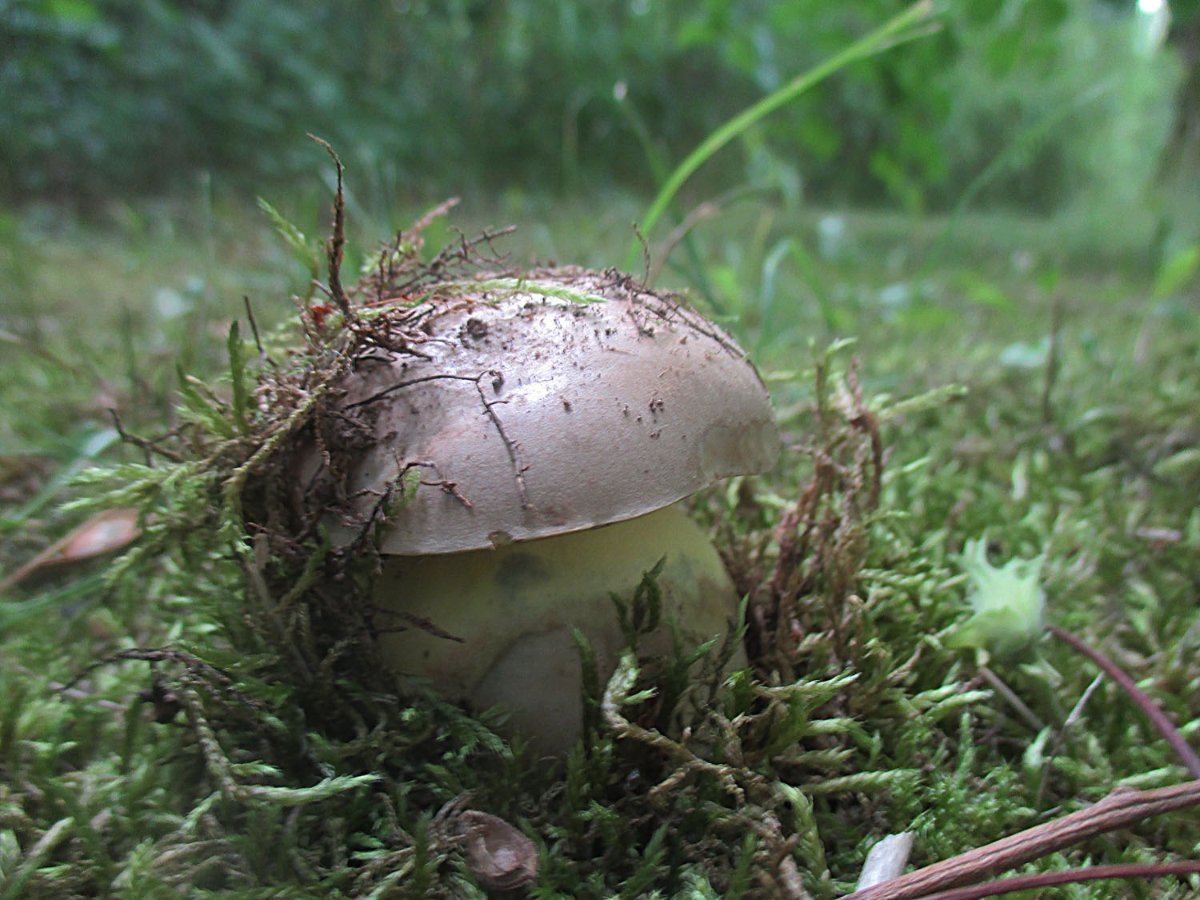 Caloboletus radicans - Wurzelnder Bitterröhrling.JPG