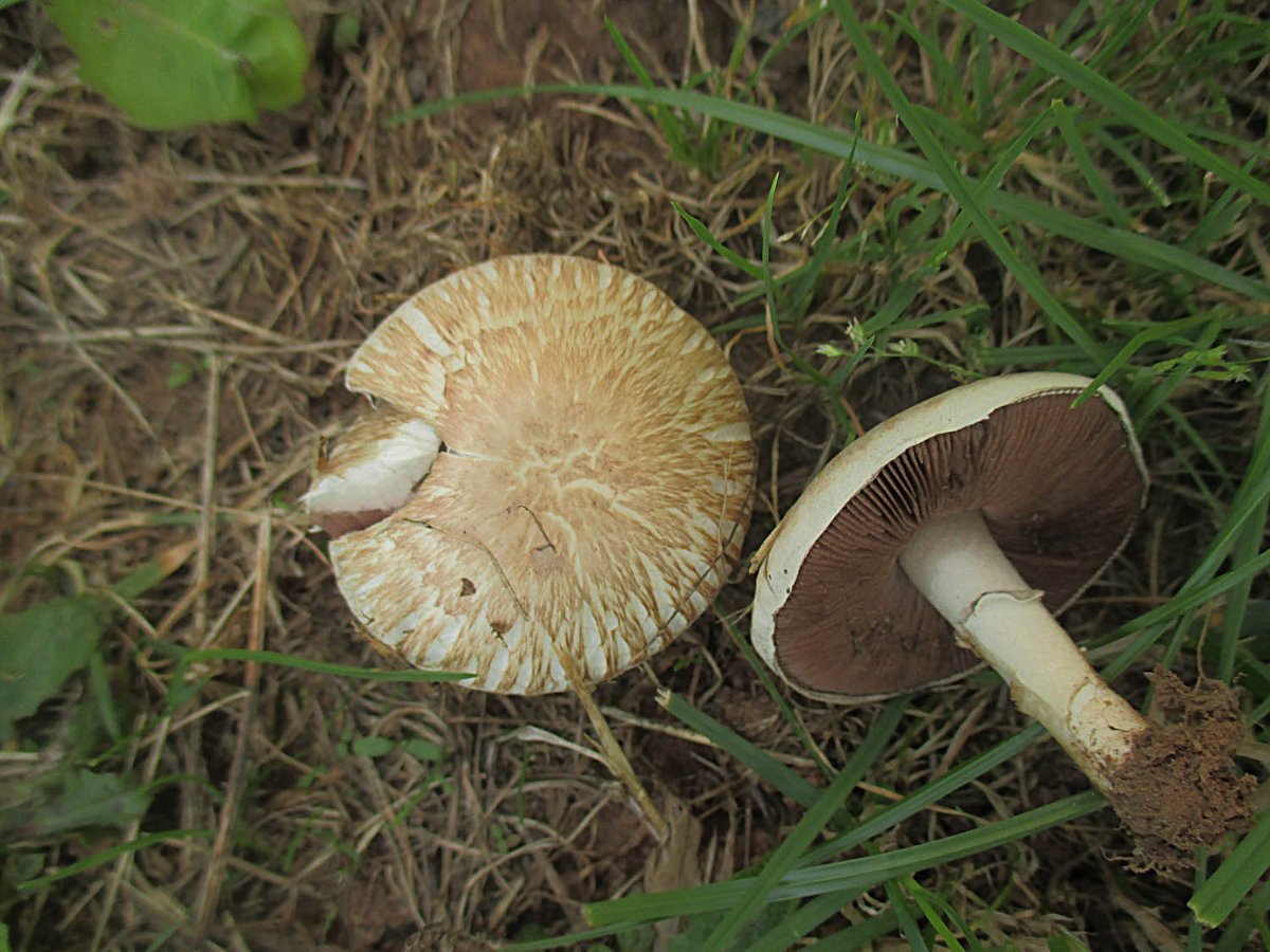 Agaricus campestris s.l. - Wiesenchampignon2.jpg