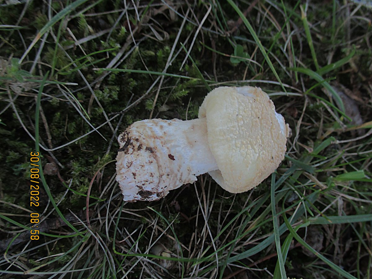 Amanita franchetii - Rauer Wulstling.jpg