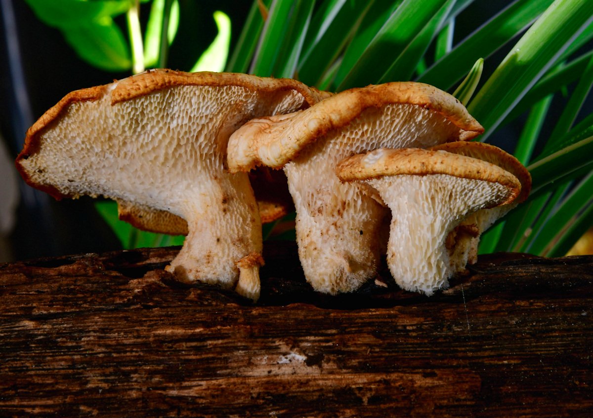 Polyporus_tuberaster004.jpg