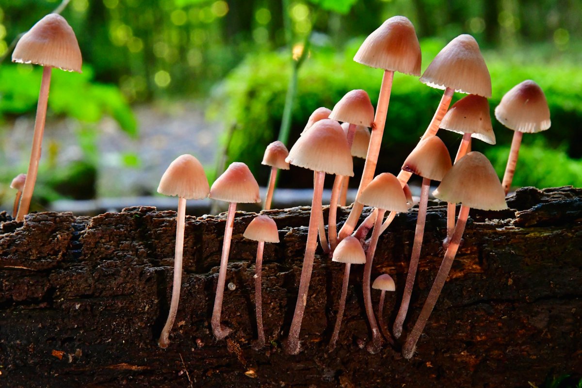 Mycena_haematopus003.jpg