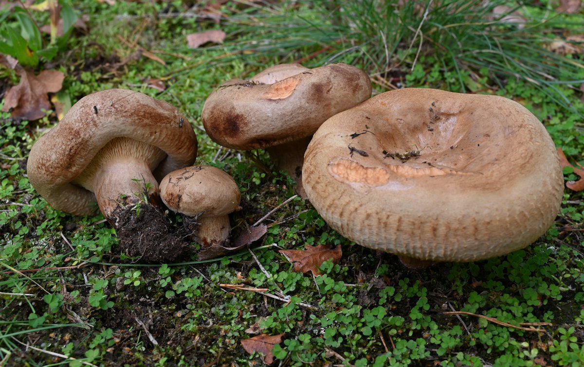 Paxillus _validus001.JPG