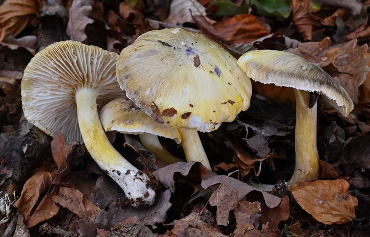 Tricholoma_sejunctum.jpg