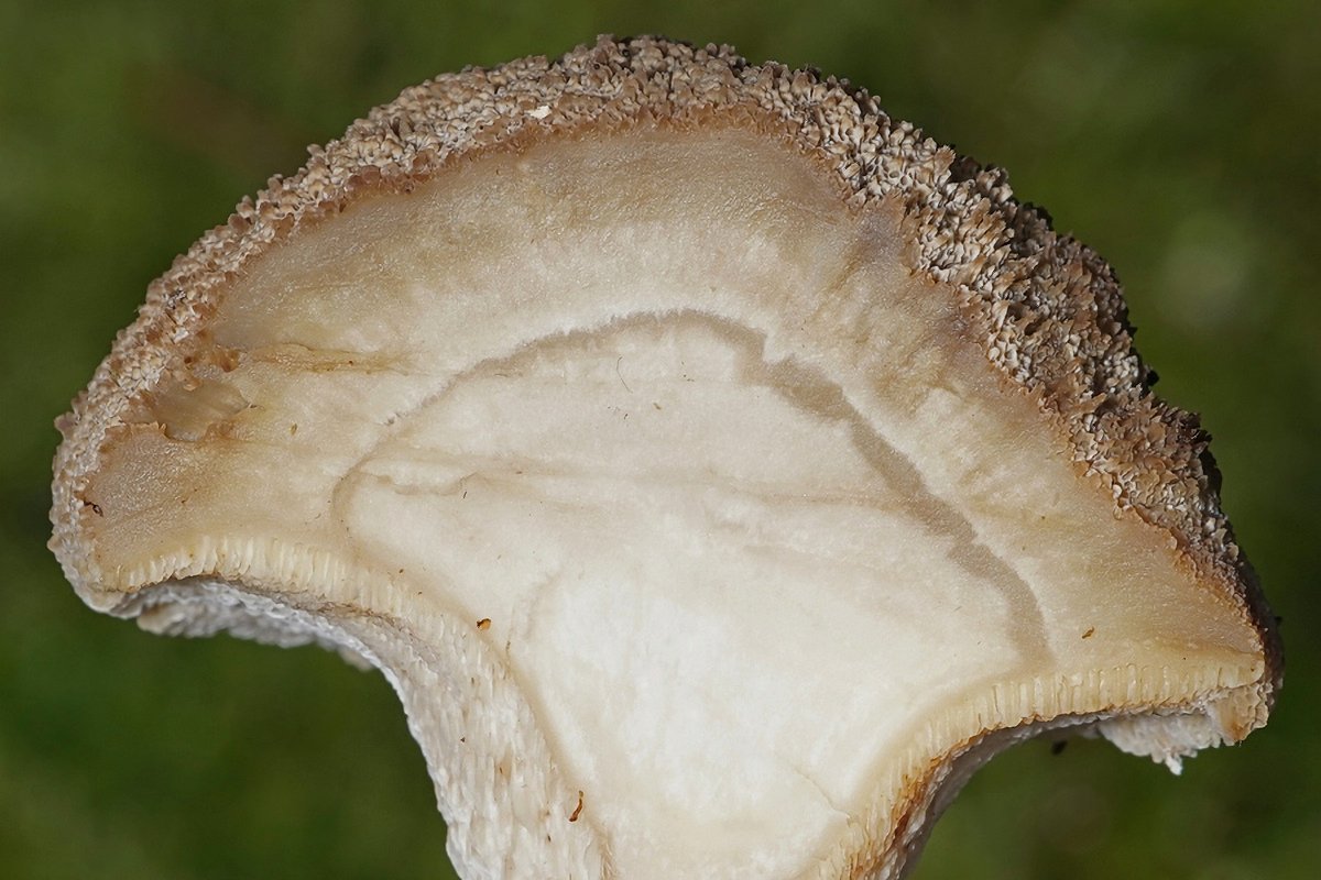 c-Winter-Stielporling (Lentinus brumalis)  (6).jpg