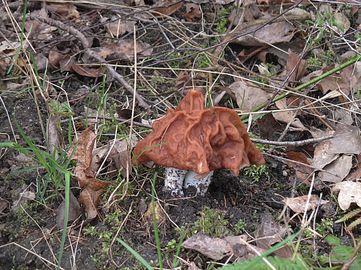 Gyromitra fastigiata - Zipfel-Lorchel.jpg