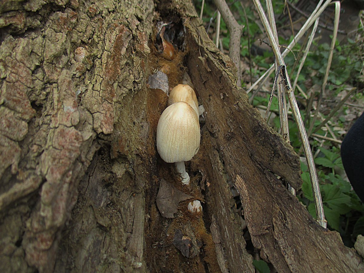 Haustintling - Coprinellus domesticus.jpg