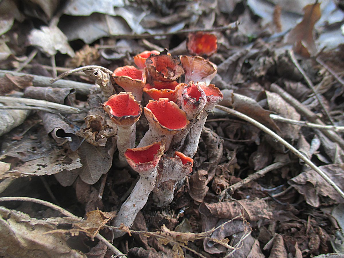 Microstoma protractum - Tulpenbecherling.jpg