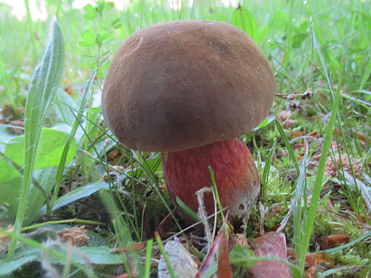 Neoboletus erythropus - Flocki7.jpg