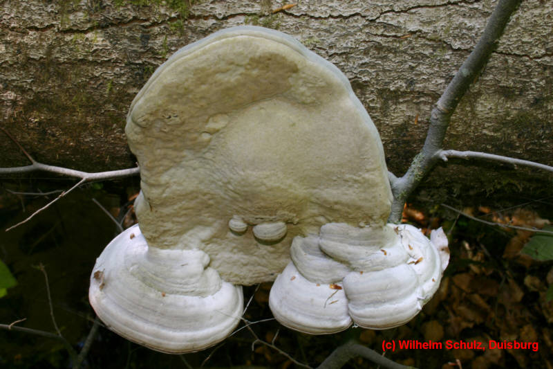 Fomes fomentarius 2 GEES 8.5_g.jpg