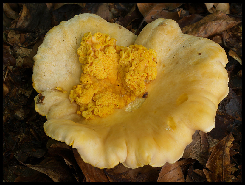 2007-09-02_Cantharellus_pallidus_1a.jpg