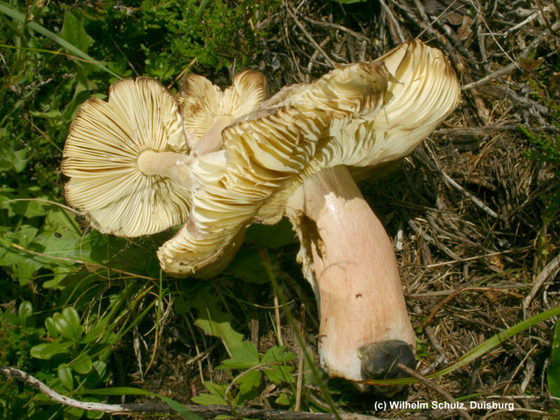 Russula olivacea (1)_WS.jpg