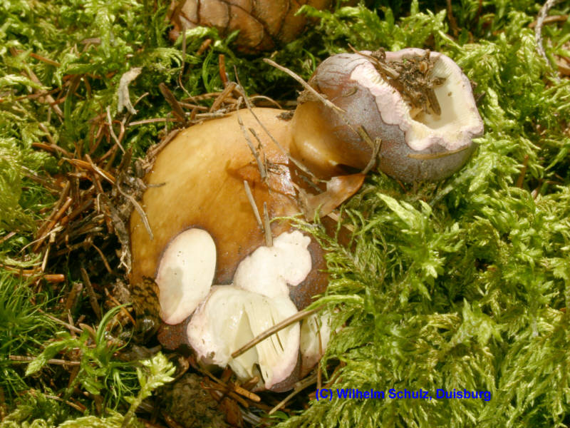 Russula vesca (2)_WS.jpg