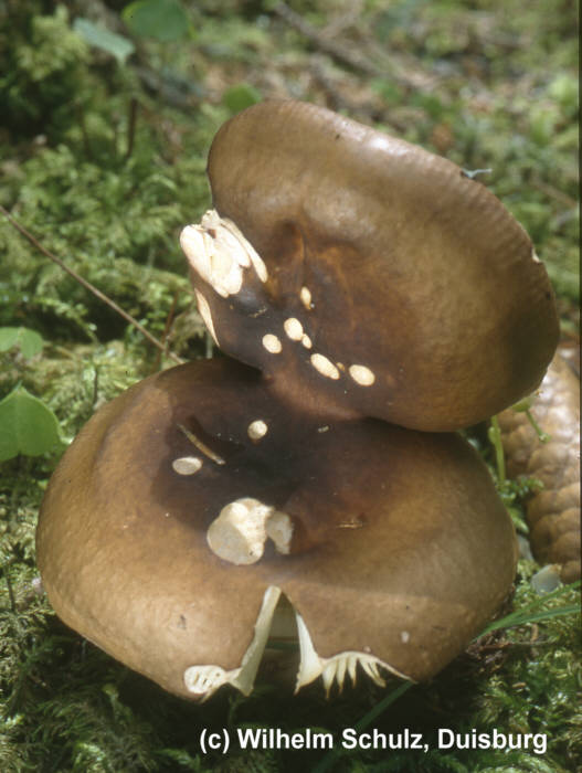 Russula integra (1)_WS.jpg