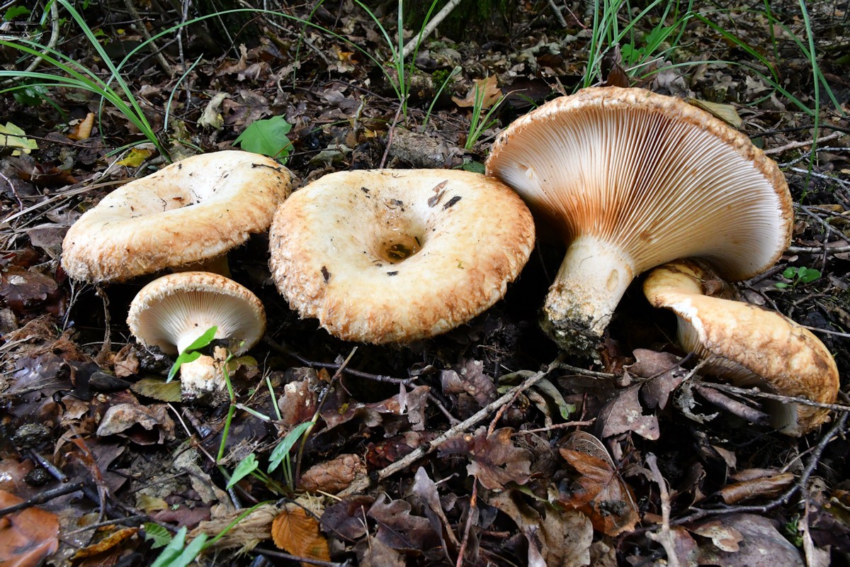 Lactarius_citriolens Lactarius citriolens - Fransen Milchling Pouzar 1968 Klassifizierung: Fungi, Dikarya, Basidiomycota, Agaricomycotina, Agaricomycetes, Russulales, Russulaceae, Lactarius Mykorrhizapilz - Sybmiosepartner: Laubbäume wie Buche, Hainbuche, Eiche und Birke über Kalk. Gefunden bei Hainbuche. Gefährdung: die Art ist als selten anzusehen. Sie wird in vielen Bundesländern in der roten Liste der gefährdeten Arten geführt. Bemerkungen: Lactarius citriolens besitzt weiße Milch, die sich auf dem Fleisch an der Luft rasch gelb färbt. Man findet ihn auf mäßig frischen kalkhaltigen Böden . Sehr ähnlich kann Lactarius aquizonatus, der Wässiggezonte Milchling. Er ist aber im Gegensatz zu Lactarius citriolens am Hutrand mit recht klebrigen Haare besitzt. Mein Fransenmilchling kleben diese Haare nicht. Ferner sind seine Sporen mehr elypsoid und auch kleiner wie bei der hier vorgestellten Art. Lactarius pubescens der Flaumige Milchling kann ebenfalls ähnlich sein. Er besitzt hellere Hutfarben und ist streng an Birke gebunden. Seine Milch färbt sich an der Luft nicht gelb ein. weitere Bilder von Lactarius citriolens - hier klicken Fundort: Bottenbach - Rheinland Pfalz MTB: 6811/1 - Blattname: Pirmasens Süd