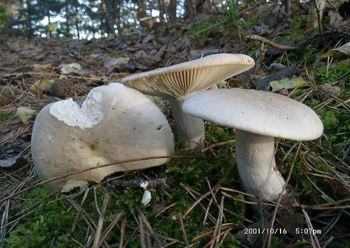 Russula_exalbicans Russula exalbicans - Verblassender Täubling ( Pers. : Fr ) Fr. Klassifizierung: Fungi, Dikarya, Basidiomycota, Agaricomycotina, Agaricomycetes, Russulales, Russulaceae, Russula Mykorrhizapilz - Symbiosepartner: ausschließlich bei Birke Gefährdung: häufig und nicht gefährdet. Bemerkungen: diese mittelgroße Art besitzt jung einen rosa bis weinrötlichen Hut. Mit zunehmendem Alter blassen diese Farben von der Mitte her aus. Russula exalbicans findet man öfter in Gesellschaft mit Lactarius pubescens mit dem sie in enger Beziehung stehen. Eine enge Verbindung zwischen Ektomykorrhiza-Pilzen ist nichts Außergewöhnliches. Ein anderes Beispiel wäre die Assoziation zwischen dem Kuhröhrling und dem Rosenroten Gelbfuß. Fundort: Bexbach/Saarland -- MTB: 6609/2