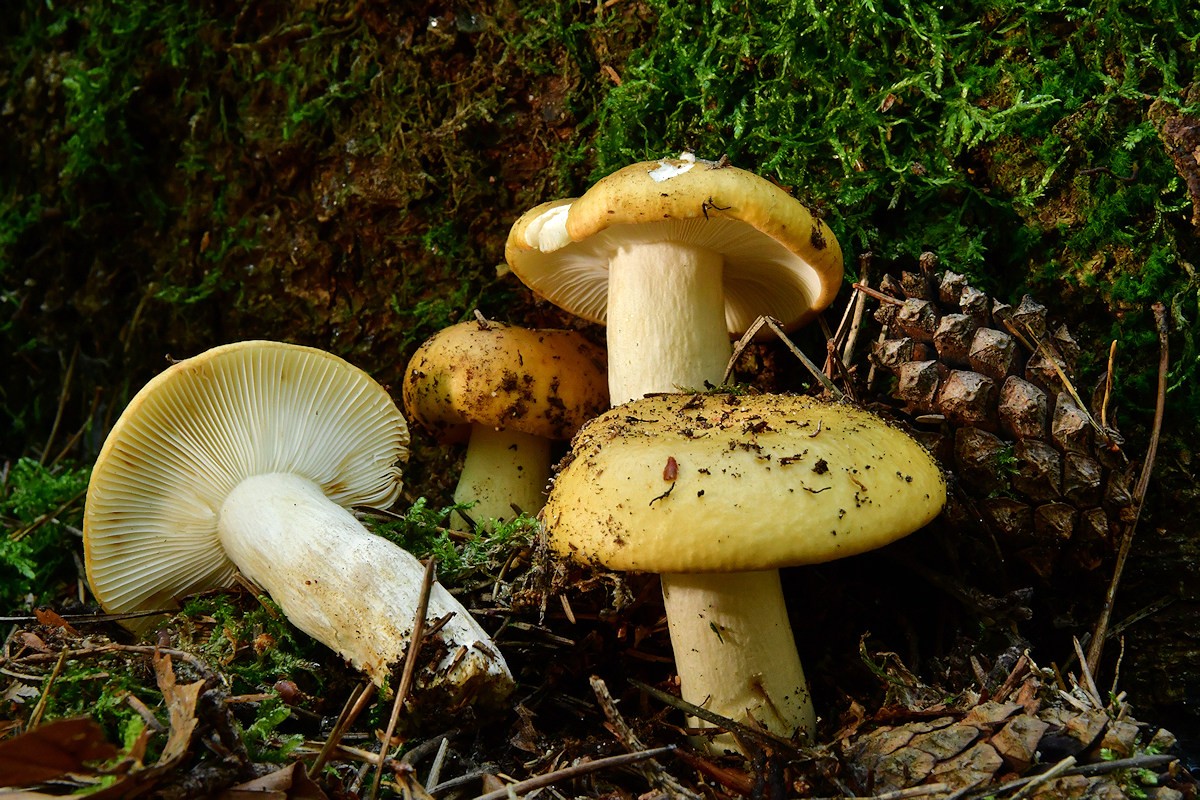 Russula_ochroleuca Russula ochroleuca - Ockertäubling Pers.1796 Klassifizierung: Fungi, Dikarya, Basidiomycota, Agaricomycotina, Agaricomycetes, Russulales, Russulaceae, Russula Mykorrhizapilz - Symbiosepartner: verschiedene Laub und Nadelbäume wie Birke, Hainbuche, Buche ,Eiche, Fichte, Kiefer, Tanne. Gefährdung: weit verbreitet und nicht gefährdet. Bemerkungen: wohl einer der häufigsten Täublingen überhaupt. An bodensauren Standorten oft als Massenpilz anzutreffen. Fundort: Homburg - Saarland MTB: 6610/1 - Blattname: Homburg/Saar