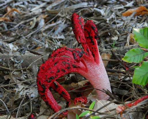 Clathrus_archeri001